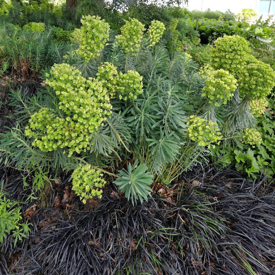 Plantes Vivaces EUPHORBIA characias ssp. wulfenii 'Shorty' - Euphorbe en vente - Pépinière Lepage .