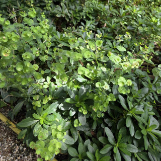 Plantes Vivaces EUPHORBIA amygdaloides var. robbiae - Euphorbe des bois en vente - Pépinière Lepage .