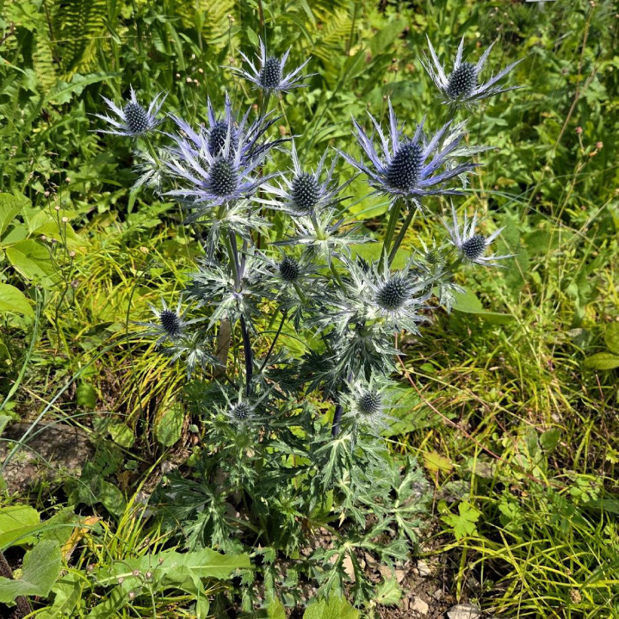 Plantes Vivaces ERYNGIUM zabelii 'Big Blue' - Chardon en vente - Panicaut en vente - Pépinière Lepage .