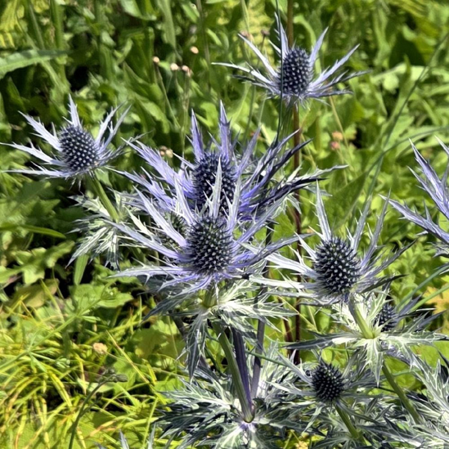 Plantes Vivaces ERYNGIUM zabelii 'Big Blue' - Chardon en vente - Panicaut en vente - Pépinière Lepage .
