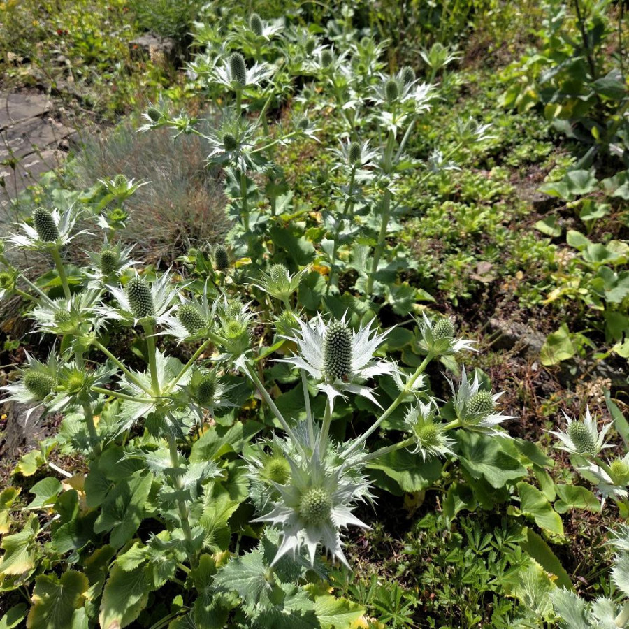 Plantes Vivaces ERYNGIUM giganteum 'Silver Ghost' - Panicaut en vente - Pépinière Lepage .