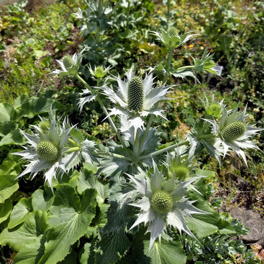 Plantes Vivaces ERYNGIUM giganteum 'Silver Ghost' - Panicaut en vente - Pépinière Lepage .
