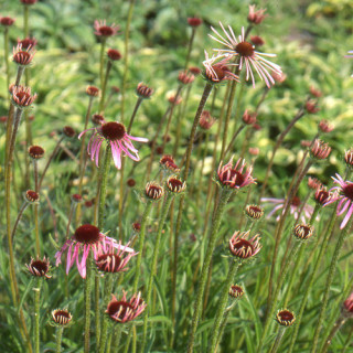 Plantes Vivaces ECHINACEA pallida - Echinacée pâle en vente - Pépinière Lepage .