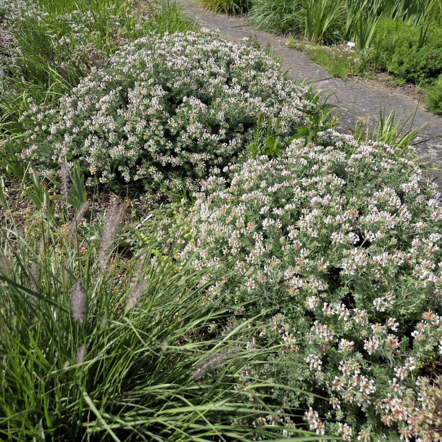 Plantes Vivaces DORYCNIUM hirsutum - Dorycnie hirsute en vente - Pépinière Lepage .
