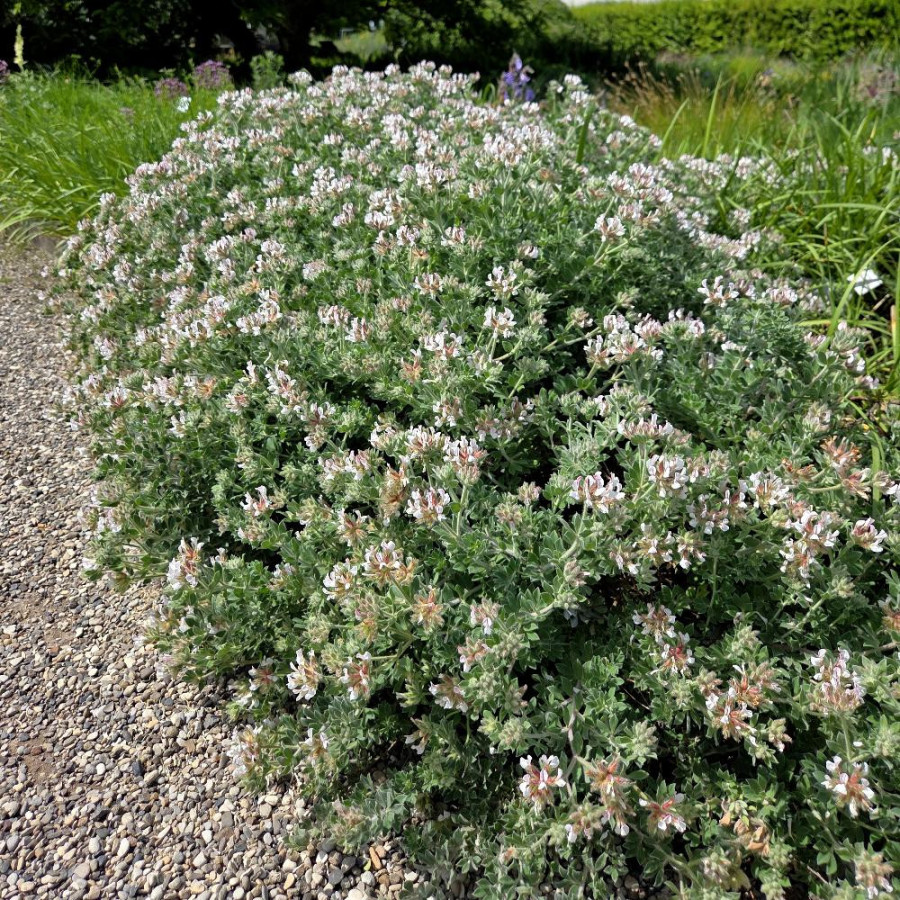 Plantes Vivaces DORYCNIUM hirsutum - Dorycnie hirsute en vente - Pépinière Lepage .