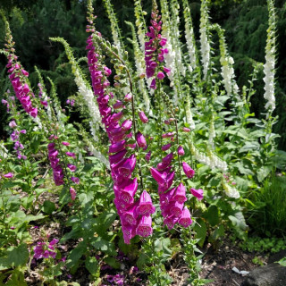 Plantes Vivaces DIGITALIS purpurea - Digitale Pourpre en vente - Pépinière Lepage .