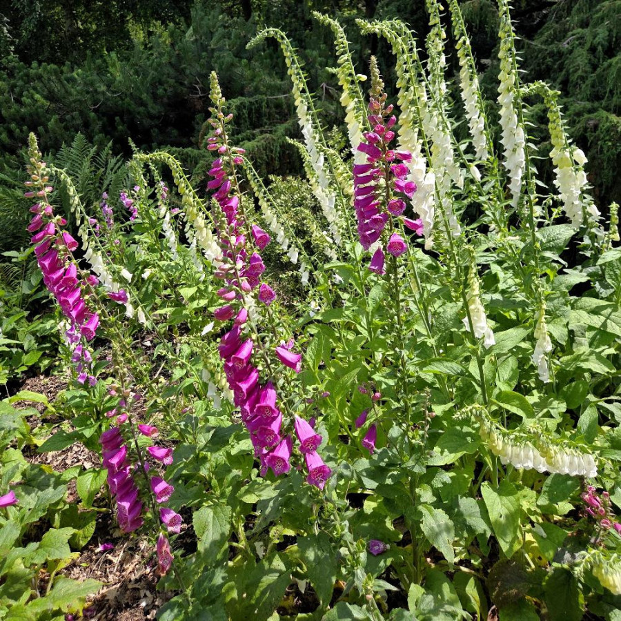 Plantes Vivaces DIGITALIS purpurea - Digitale Pourpre en vente - Pépinière Lepage .