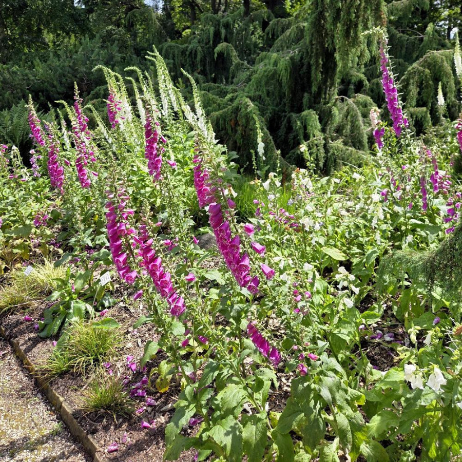 Plantes Vivaces DIGITALIS purpurea - Digitale Pourpre en vente - Pépinière Lepage .