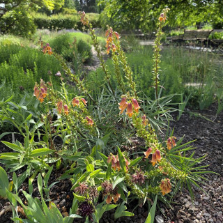 DIGITALIS obscura