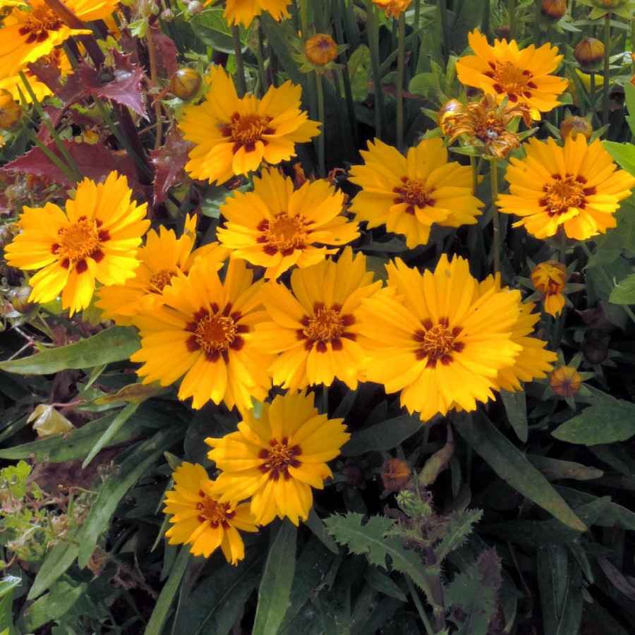 Plantes Vivaces COREOPSIS lanceolata 'Rotkehlchen' - Coréopsis lancéolé en vente - Pépinière Lepage .