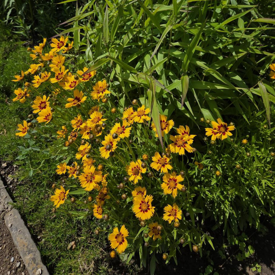 Plantes Vivaces COREOPSIS lanceolata 'Rotkehlchen' - Coréopsis lancéolé en vente - Pépinière Lepage .