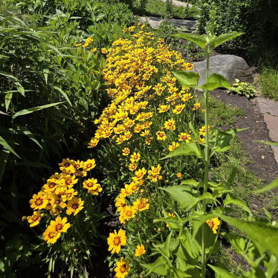 Plantes Vivaces COREOPSIS lanceolata 'Rotkehlchen' - Coréopsis lancéolé en vente - Pépinière Lepage .