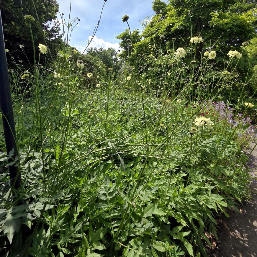 Plantes Vivaces CEPHALARIA gigantea - Scabieuse géante en vente - Céphalaire géante en vente - Pépinière Lepage .