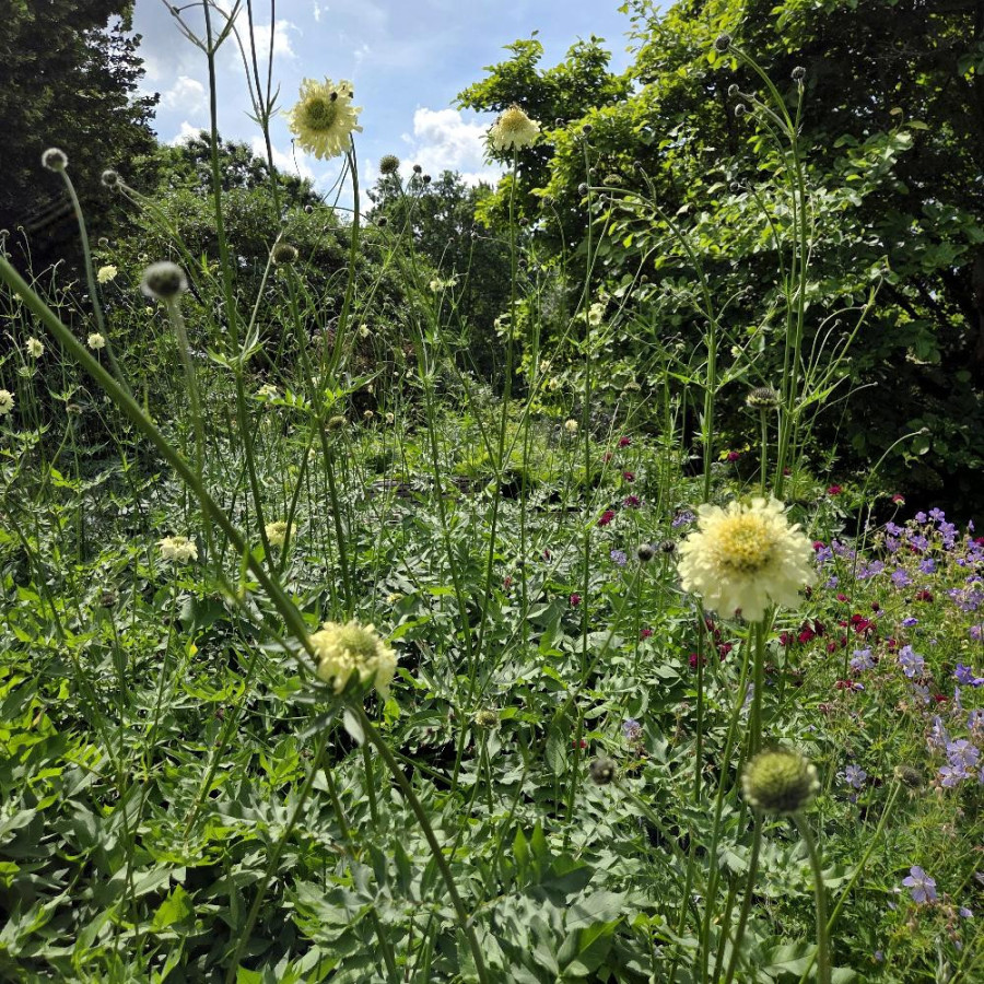 Plantes Vivaces CEPHALARIA gigantea - Scabieuse géante en vente - Céphalaire géante en vente - Pépinière Lepage .