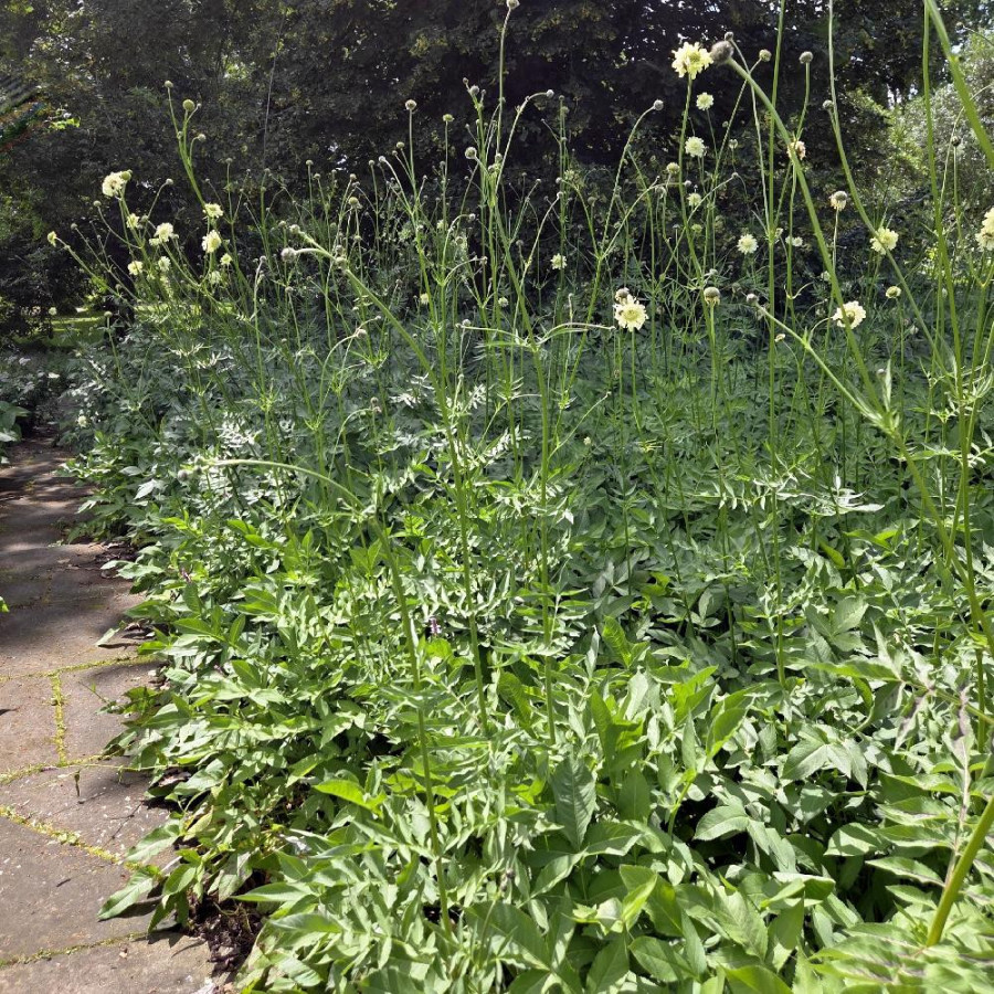 Plantes Vivaces CEPHALARIA gigantea - Scabieuse géante en vente - Céphalaire géante en vente - Pépinière Lepage .