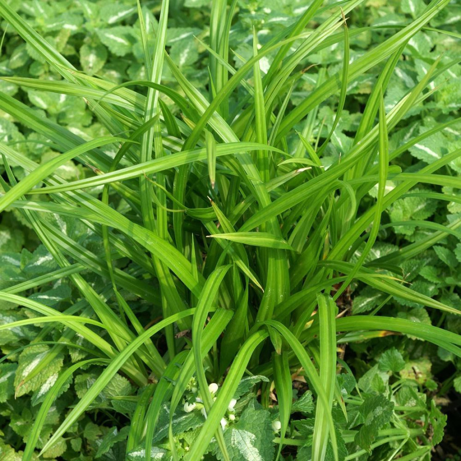 Plantes Vivaces CAREX morrowii 'Irish Green' - Laîche en vente - Pépinière Lepage .