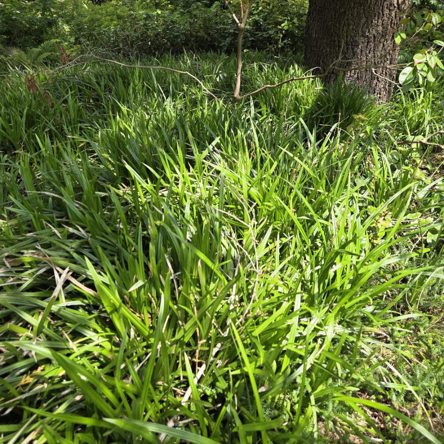 Plantes Vivaces CAREX morrowii 'Irish Green' - Laîche en vente - Pépinière Lepage .