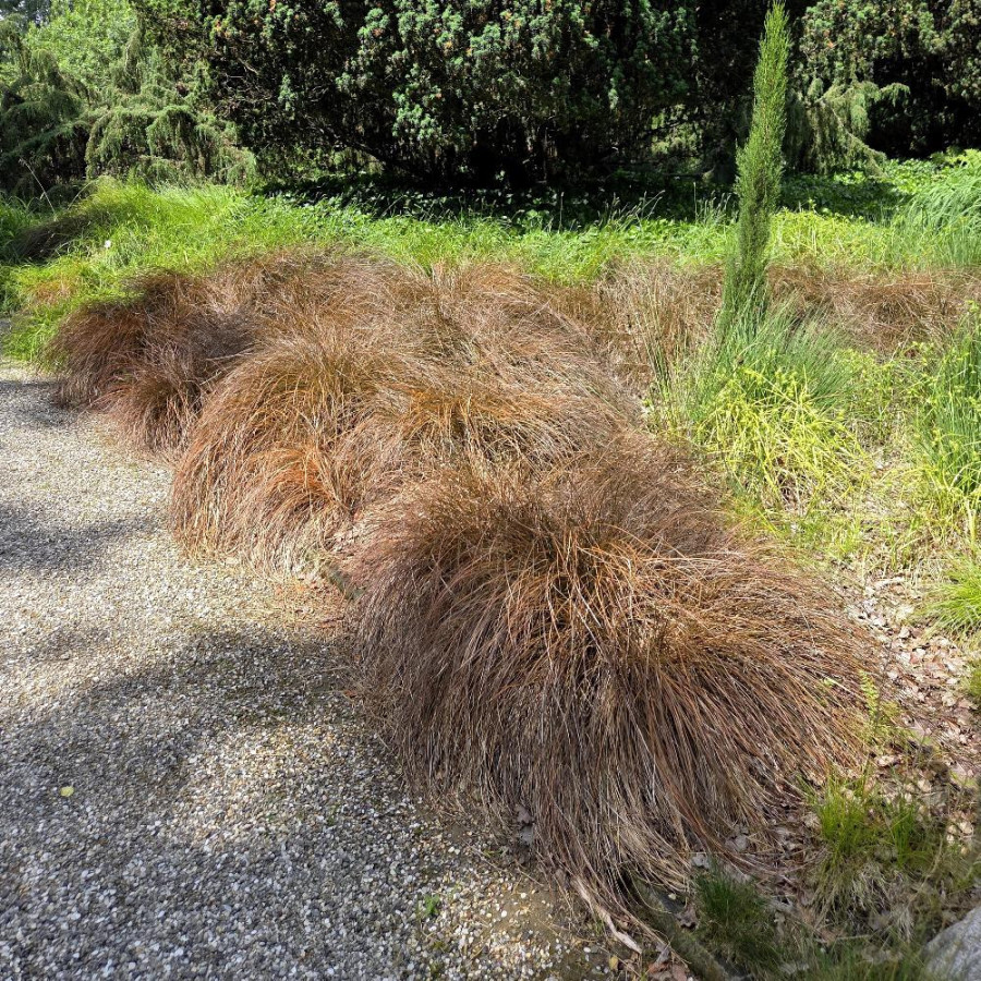 Plantes Vivaces CAREX comans 'Bronze Form' - Laîche en vente - Pépinière Lepage .
