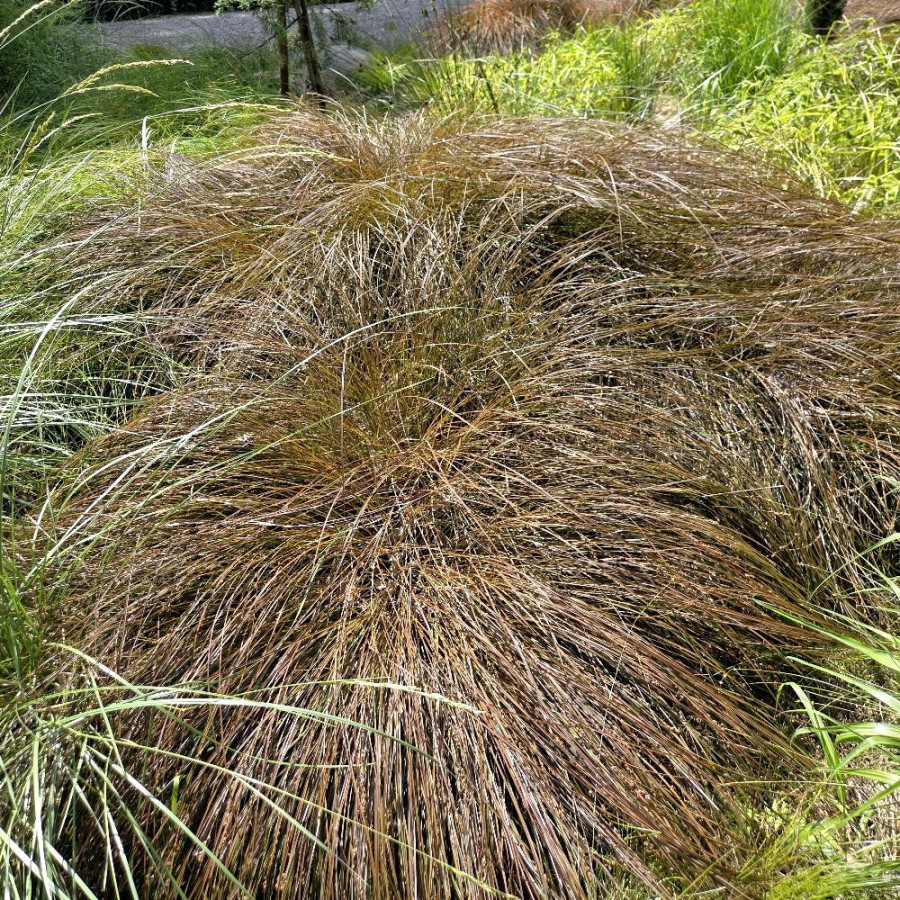 Plantes Vivaces CAREX comans 'Bronze Form' - Laîche en vente - Pépinière Lepage .