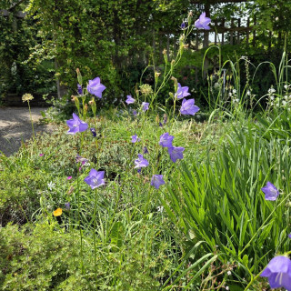 Plantes Vivaces CAMPANULA persicifolia - Campanule à feuilles de pêcher en vente - Pépinière Lepage .