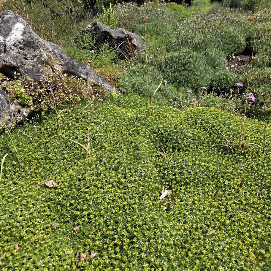 Plantes Vivaces AZORELLA trifurcata - Azorelle en vente - Coussin des Andes en vente - Pépinière Lepage .