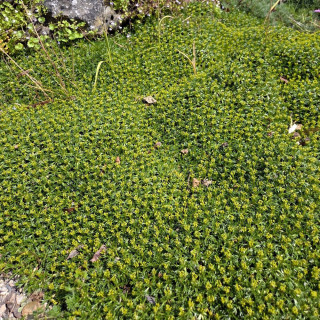 Plantes Vivaces AZORELLA trifurcata - Azorelle en vente - Coussin des Andes en vente - Pépinière Lepage .
