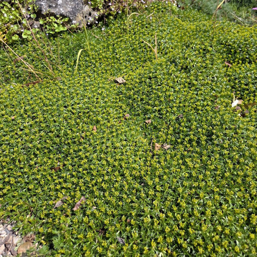 Plantes Vivaces AZORELLA trifurcata - Azorelle en vente - Coussin des Andes en vente - Pépinière Lepage .