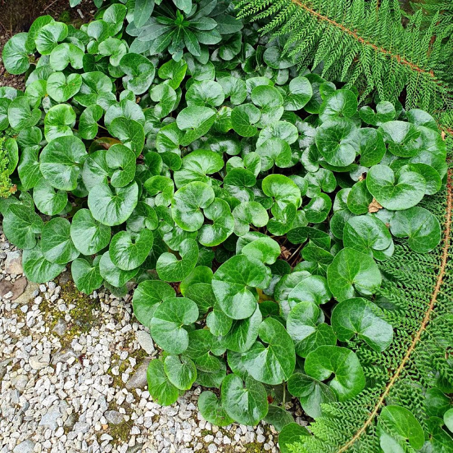 Plantes Vivaces ASARUM europaeum - Asaret en vente - Pépinière Lepage .