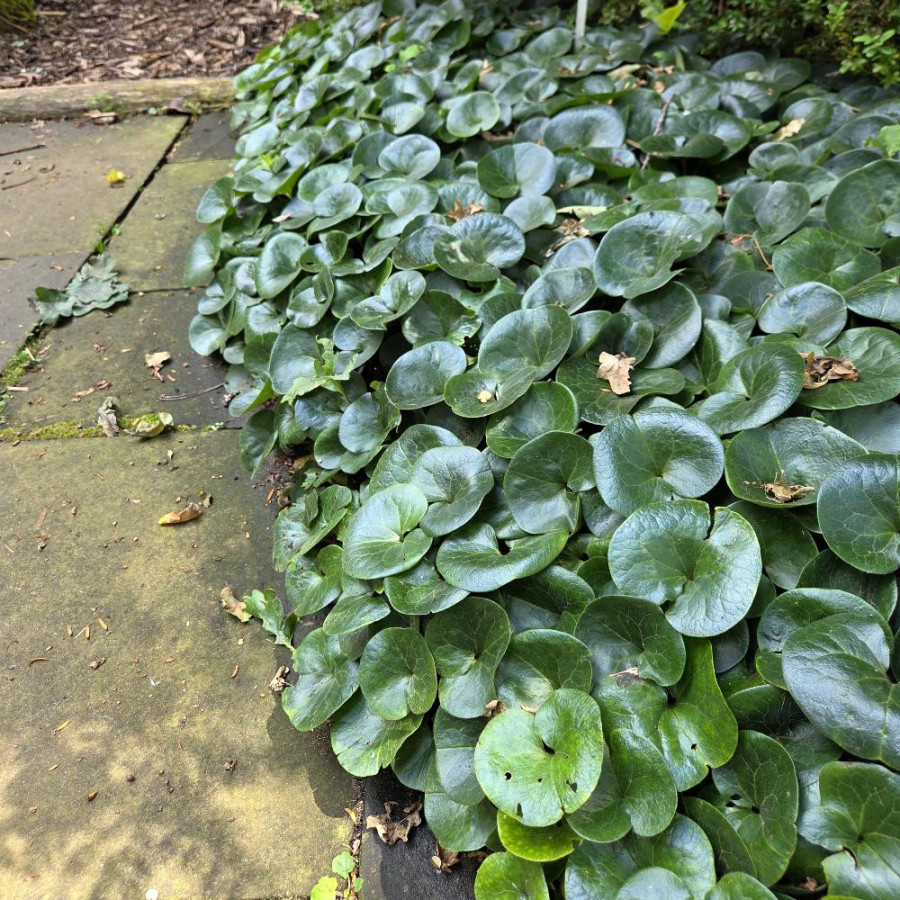 Plantes Vivaces ASARUM europaeum - Asaret en vente - Pépinière Lepage .