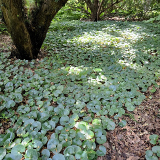 Plantes Vivaces ASARUM europaeum - Asaret en vente - Pépinière Lepage .
