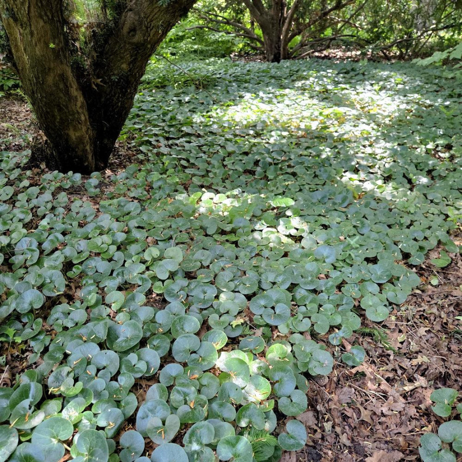 Plantes Vivaces ASARUM europaeum - Asaret en vente - Pépinière Lepage .