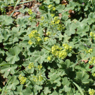 ALCHEMILLA erythropoda