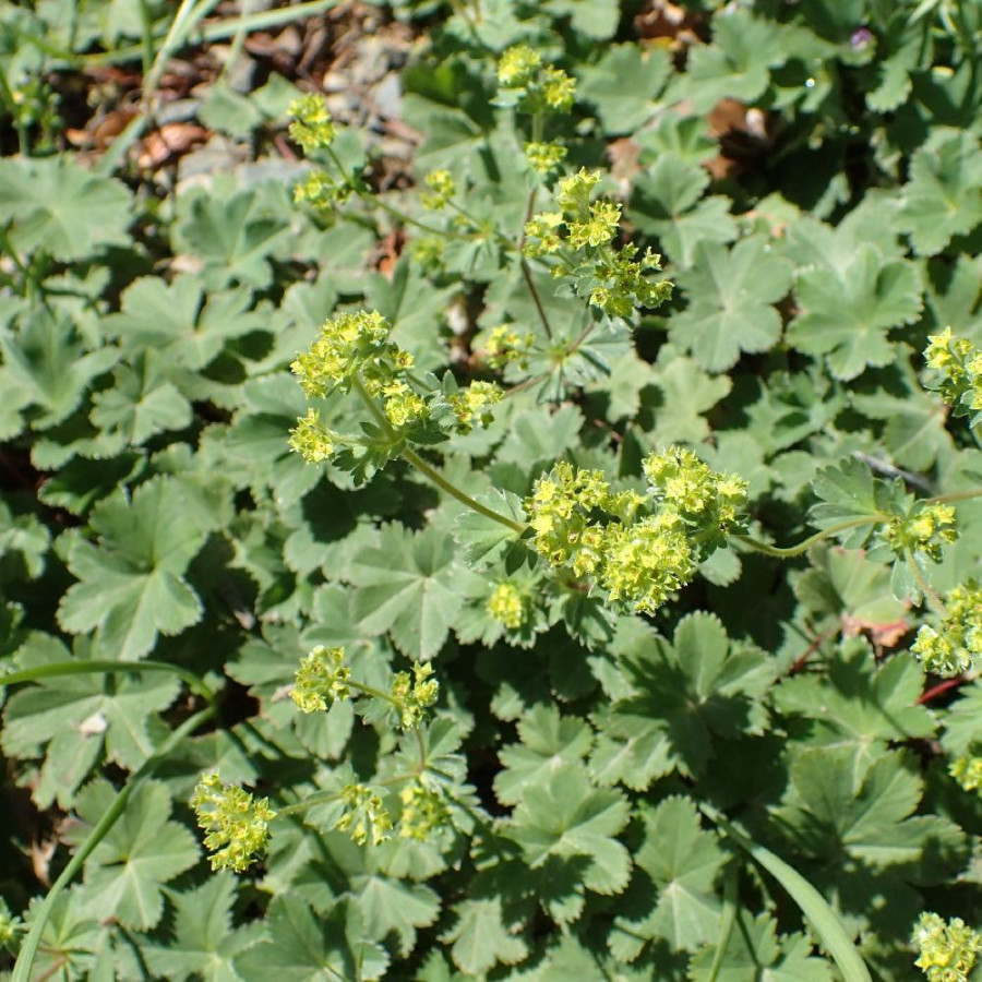 ALCHEMILLA erythropoda