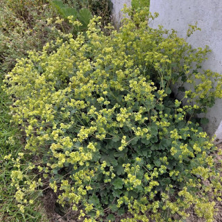 ALCHEMILLA erythropoda