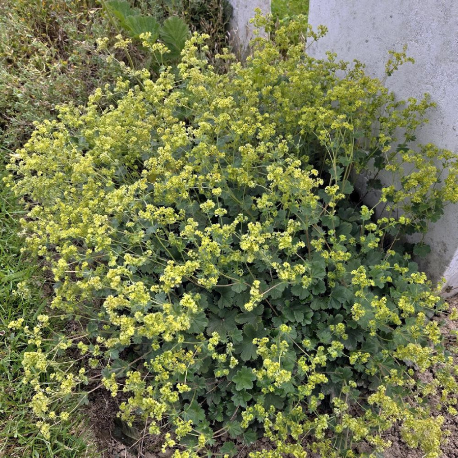 ALCHEMILLA erythropoda