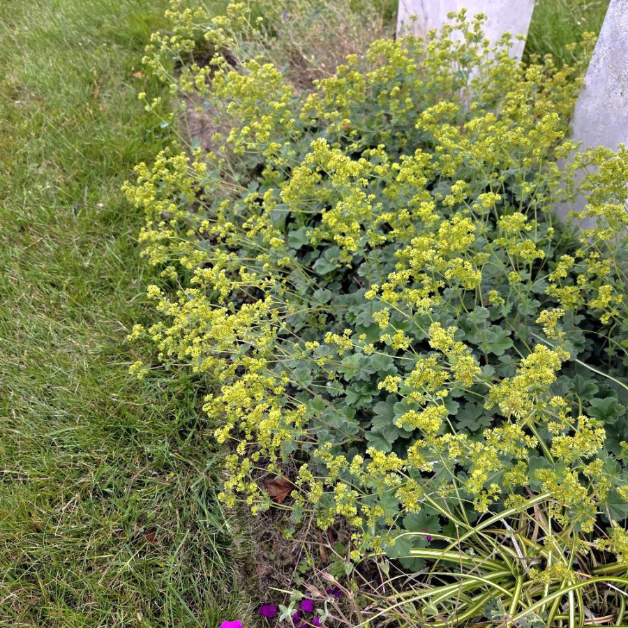ALCHEMILLA erythropoda