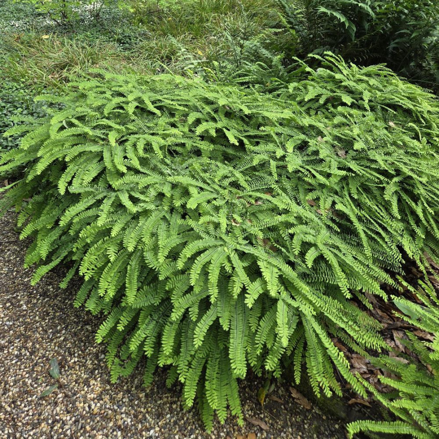 Plantes Vivaces ADIANTUM pedatum - Capillaire du Canada en vente - Pépinière Lepage .