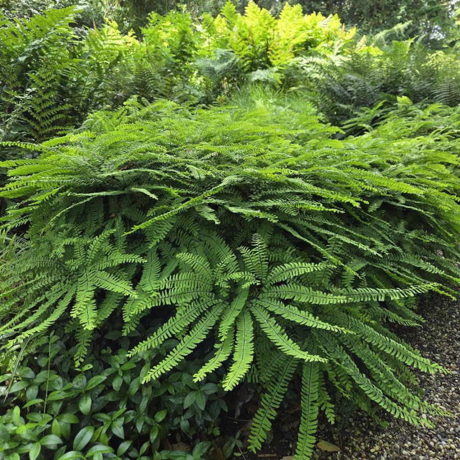 Plantes Vivaces ADIANTUM pedatum - Capillaire du Canada en vente - Pépinière Lepage .