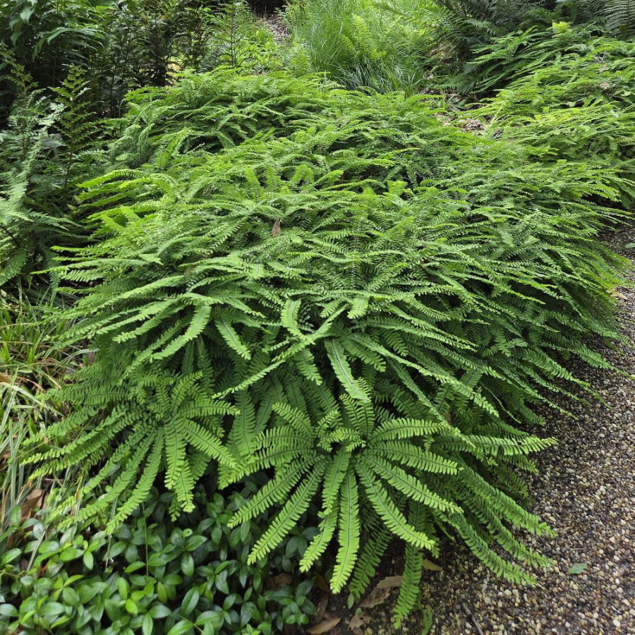 Plantes Vivaces ADIANTUM pedatum - Capillaire du Canada en vente - Pépinière Lepage .