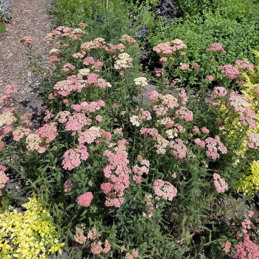 ACHILLEA millefolium 'Apfelblüte'