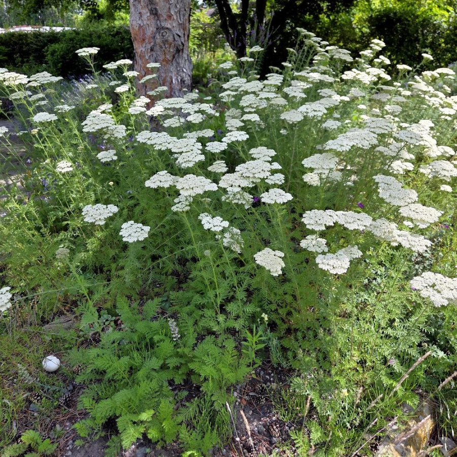 Plantes Vivaces ACHILLEA millefolium - Achillée millefeuille en vente - Pépinière Lepage .