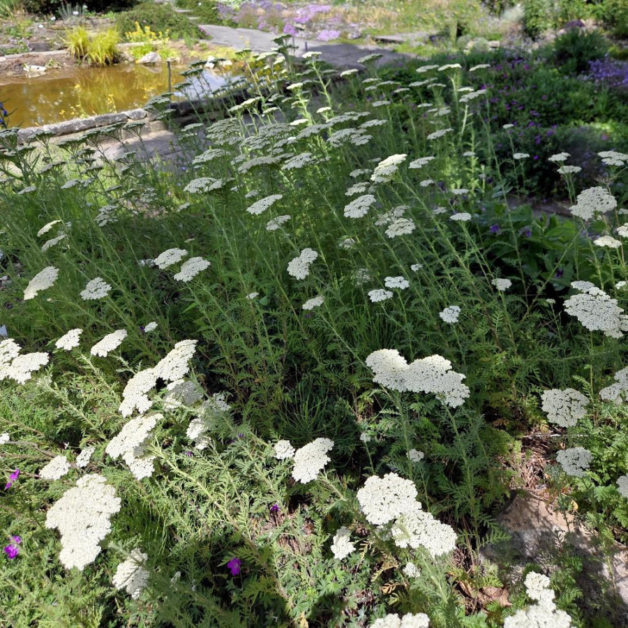Plantes Vivaces ACHILLEA millefolium - Achillée millefeuille en vente - Pépinière Lepage .