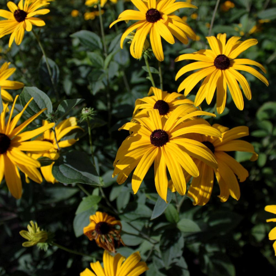 Plantes Vivaces RUDBECKIA subtomentosa en vente - Pépinière Lepage .