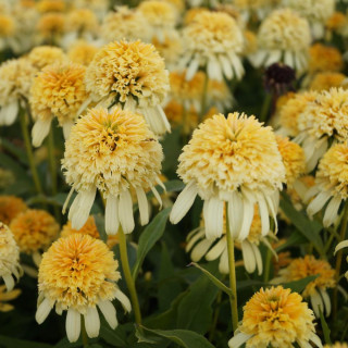 Plantes Vivaces ECHINACEA 'Lemon Drop' en vente - Pépinière Lepage .