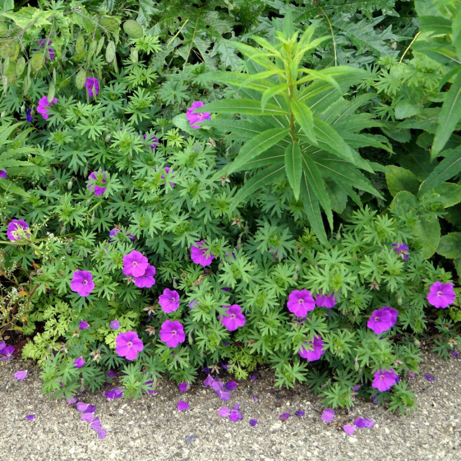 Plantes Vivaces GERANIUM sanguineum - Géranium vivace en vente - Bec de Grue en vente - Pépinière Lepage .