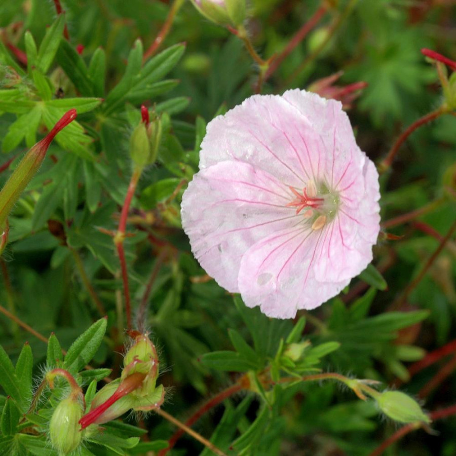 Plantes Vivaces GERANIUM sanguineum var. striatum - Géranium vivace en vente - Bec de Grue en vente - Pépinière Lepage .
