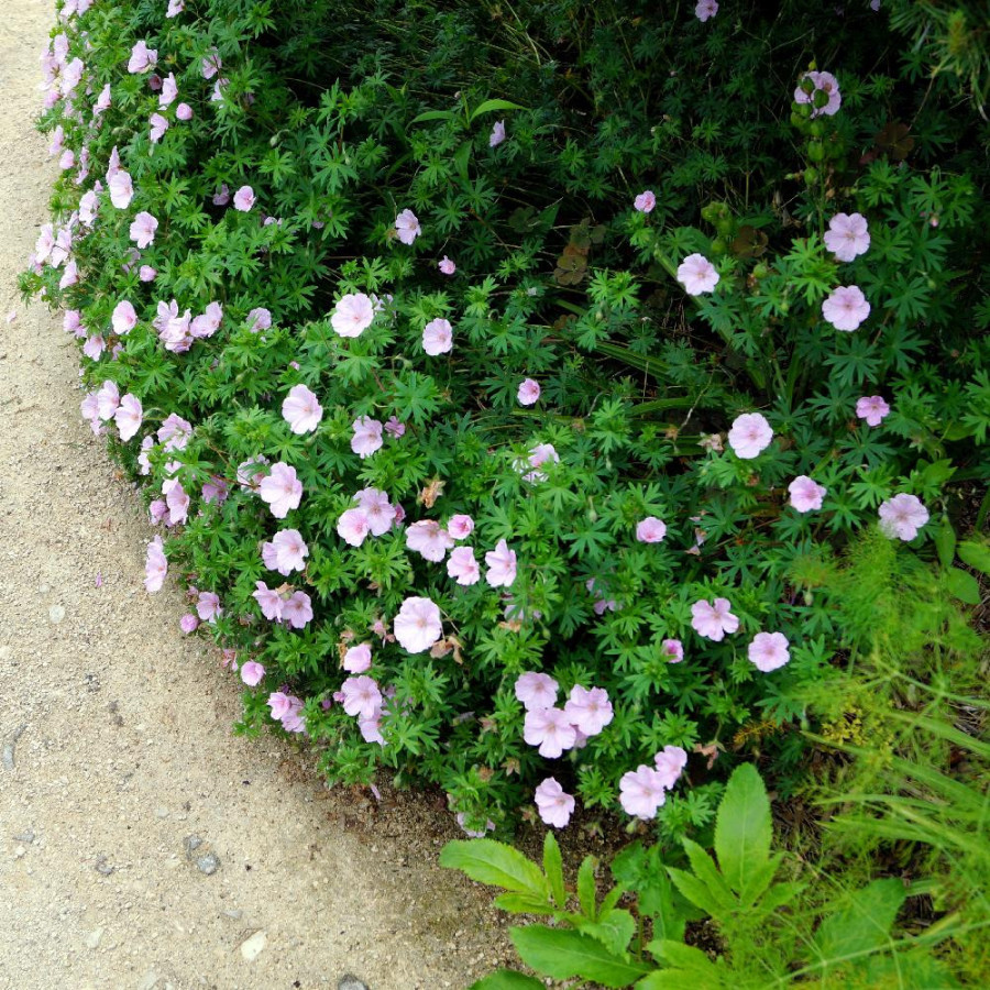Plantes Vivaces GERANIUM sanguineum var. striatum - Géranium vivace en vente - Bec de Grue en vente - Pépinière Lepage .