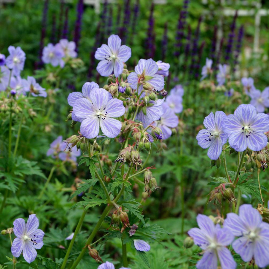 Plantes Vivaces GERANIUM pratense 'Mrs Kendall Clark' - Géranium des prés en vente - Géranium vivace en vente - Pépinière Lepage