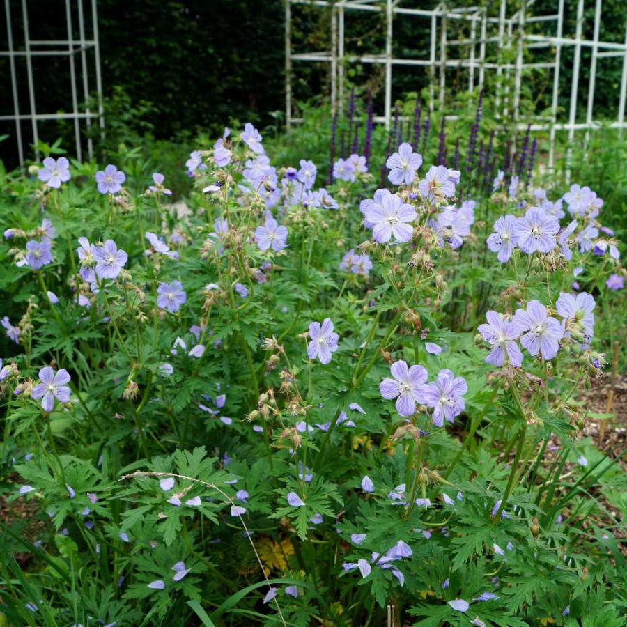 Plantes Vivaces GERANIUM pratense 'Mrs Kendall Clark' - Géranium des prés en vente - Géranium vivace en vente - Pépinière Lepage