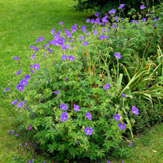 GERANIUM pratense